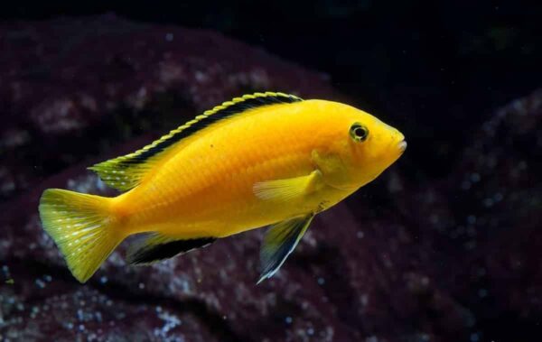 Electric Yellow (Labidochromis Caeruleus)