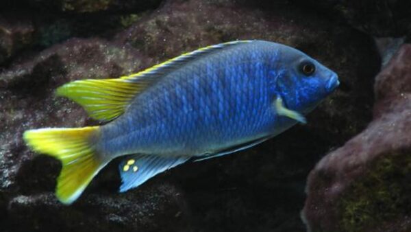 Yellow Tail Acei (Pseudotropheus Acei)