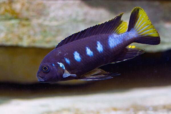 (Pseudotropheus Elongatus) Chewere