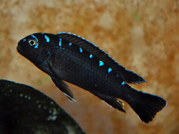 (Pseudotropheus) Elongatus Neon Spot