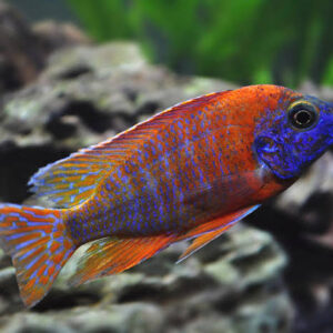 African Cichlids