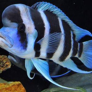 Tanganyika Cichlids