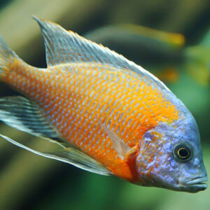 Haps (Haplochromis)