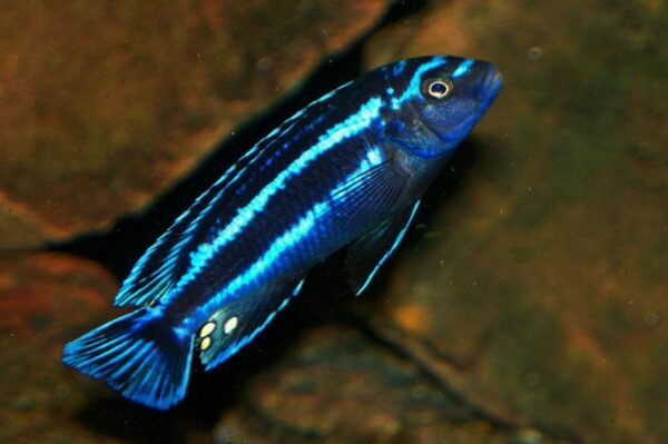 Blue Johannii (Melanochromis)