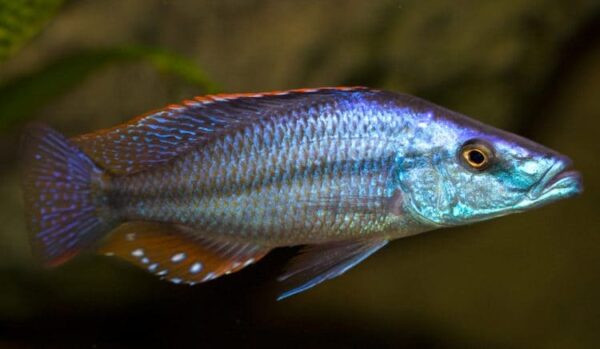 Malawi Eye-Biter