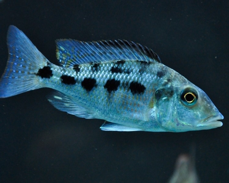 Rostratus - Live Fish Direct